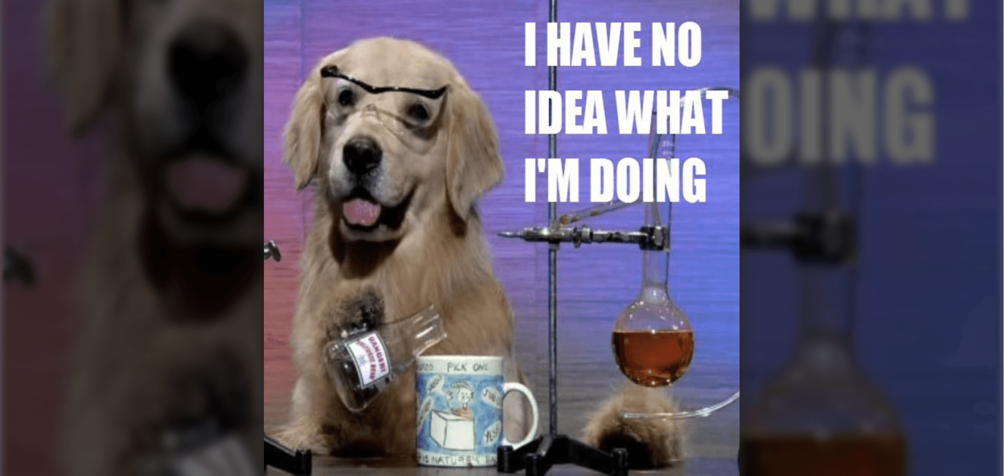 doggo.png