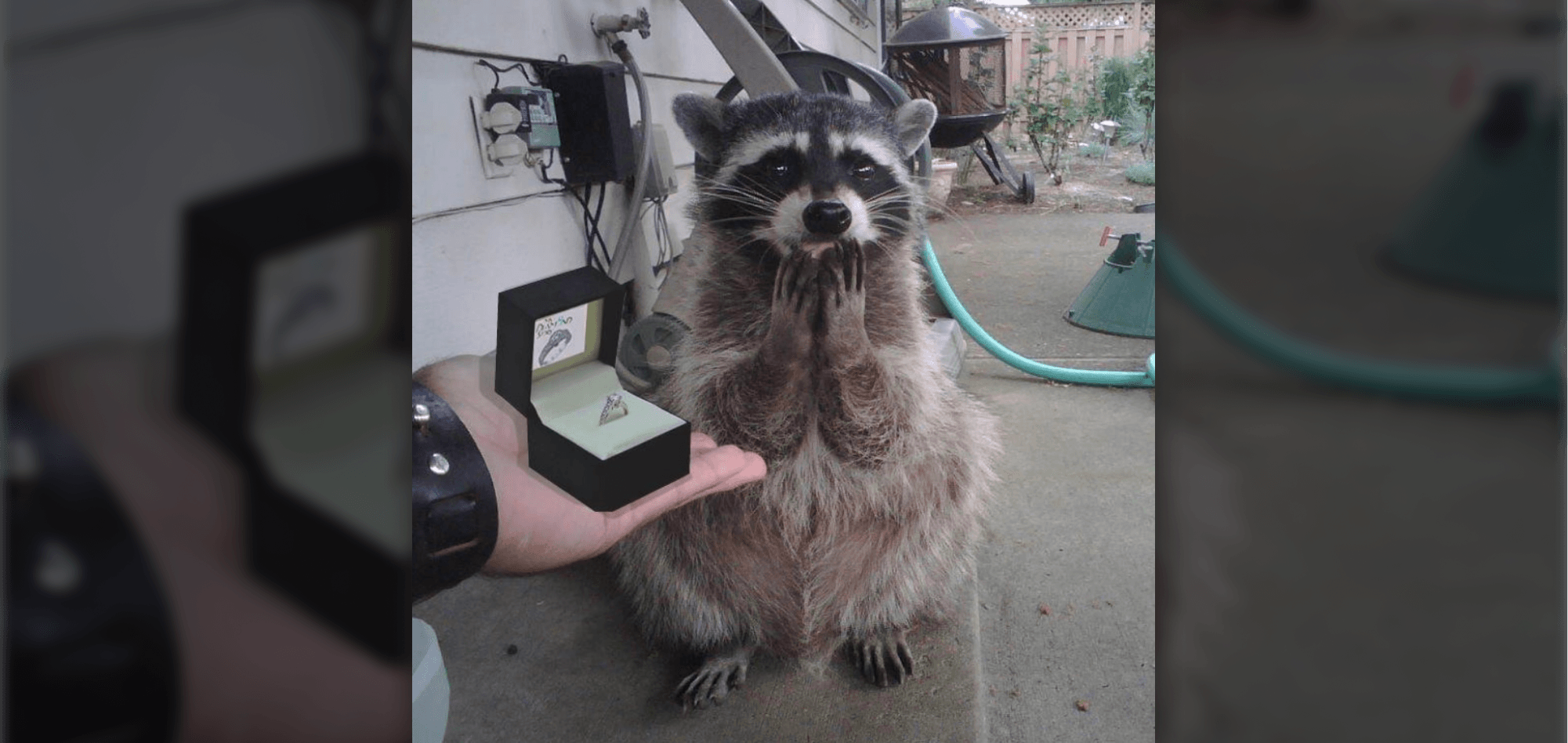 raccoon.png